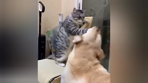 Animals Funniest Complination