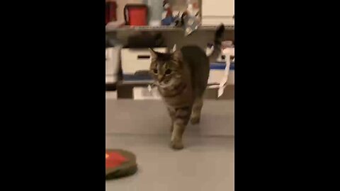 Cat going across the Table