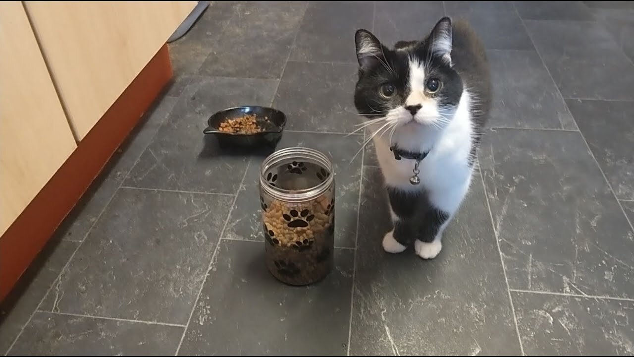 RIO SHOWS US HE DOESN'T HAVE TO WAIT TO BE FED AS HE HELPS HIMSELF TO ONE OF HIS FAVOURITE MEALS 😺