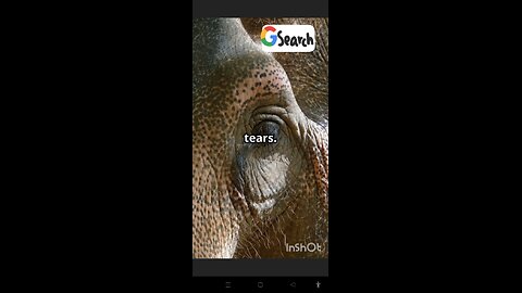 5 Heart-Touching Facts About Elephants You Didn't Know | Emotional Animal Video