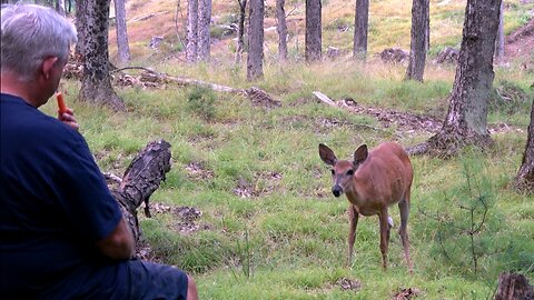 Curious wild deer comes to share a snack with man in forest