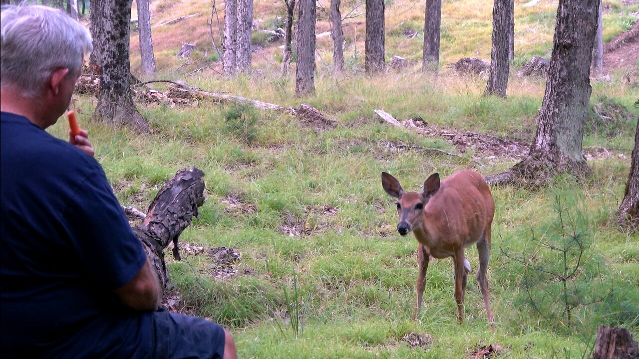 Curious wild deer comes to share a snack with man in forest
