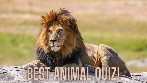 Best Animal Quiz Ever! Learn Fun Facts! | AMZG Animals