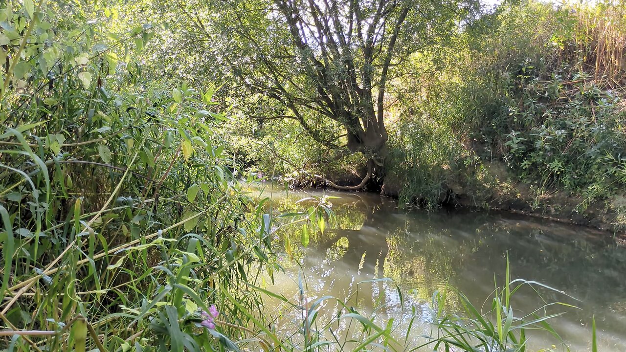 Monodruid (Live) Fordcombe — River Medway — Session 1 (25th August, 2025)