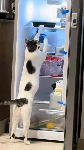 #catsoftiktok #funnycats #dubaicats #tiktokcats #catlovers #catvideos #cattok