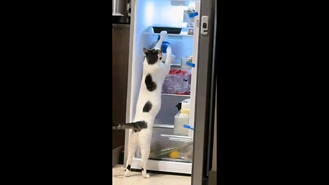 #catsoftiktok #funnycats #dubaicats #tiktokcats #catlovers #catvideos #cattok