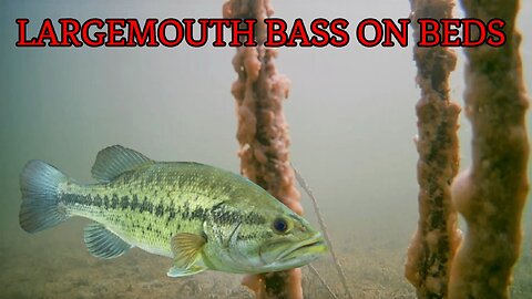 Largemouth Bass Bedding