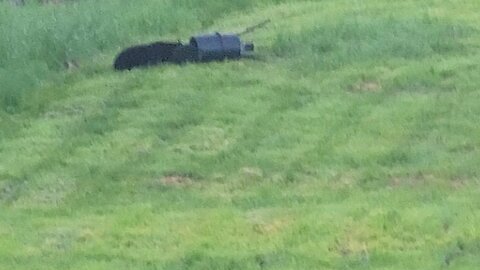 bear visit