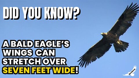 Bald Eagle Wingspan? Over 7 Feet! 🦅