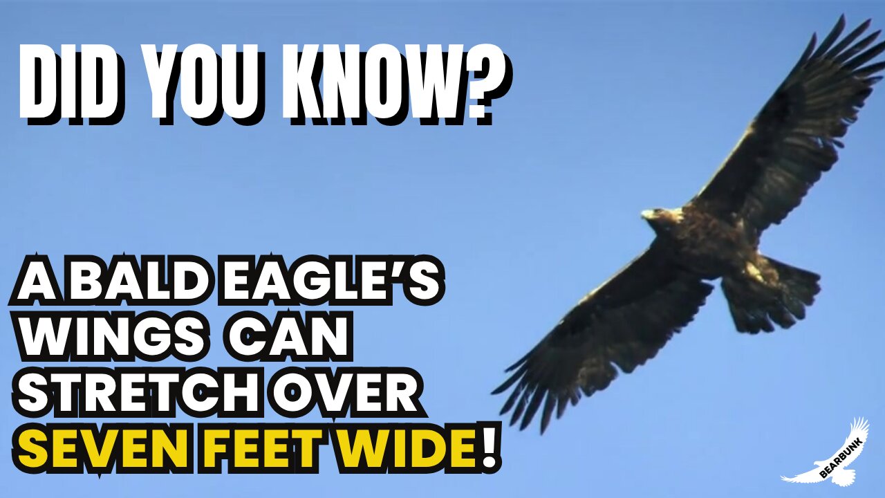 Bald Eagle Wingspan? Over 7 Feet! 🦅