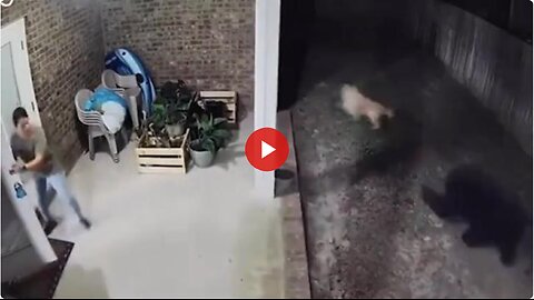 Bear chases dog. Lady chases bear armed with a cell phone. If you were to catch the bear mam