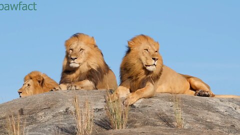 5 amazing facts about Animals