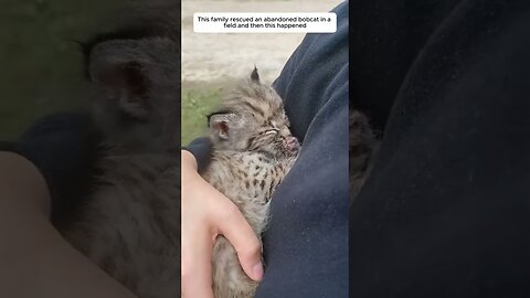 Мужчина приехал осмотреть свой участок, а за ним увязался необычный котенок