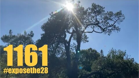 Under the light of the ‘dangerous trees’ #exposethe28 #exposechildtrafficking (ft Kane Obz & Ilaina)