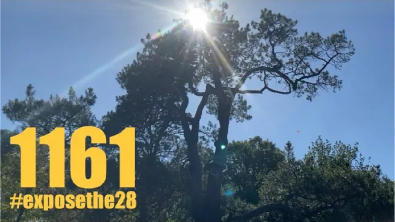Under the light of the ‘dangerous trees’ #exposethe28 #exposechildtrafficking (ft Kane Obz & Ilaina)