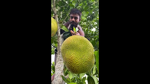 cutting giant jackfruit #giantfruit
