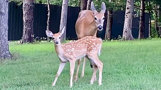 Fawn Joining Its Mother to Eat Apples