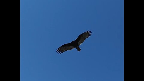 🦅 Ventura Highway - America 🦅