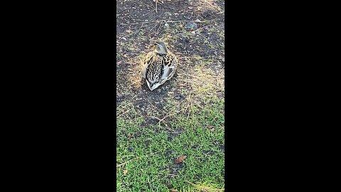 Mallard Duck 🦆 #mallardduck #shorts #viral #followme #trending #duck
