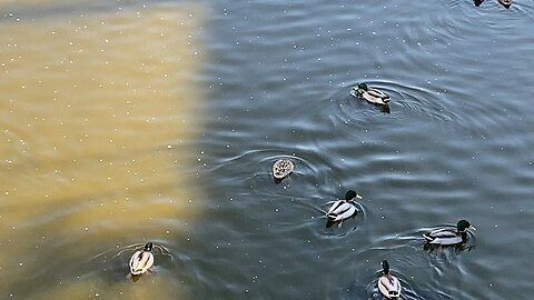 I’ve recorded and pause and recorded Both the Mallard Ducks and Pigeons Today November 6 2025