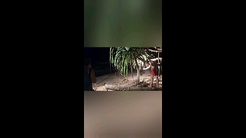 Turtle laying egg