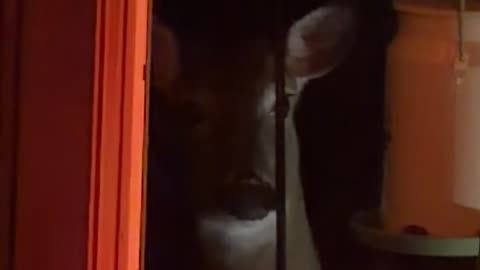 Deer Caught Stealing From Bird Feeder