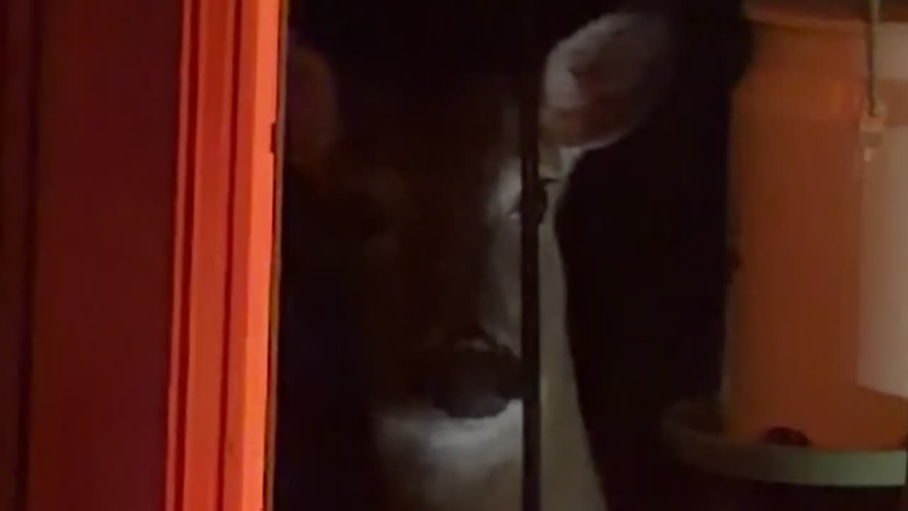 Deer Caught Stealing From Bird Feeder
