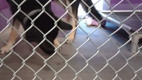 Mr Wiggles 1y Pet Id 948287 kennel 17 HSSAZ shelter if in an excited state, he barks easy20250718253