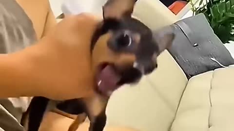 FUNNIEST Dog Videos EVER
