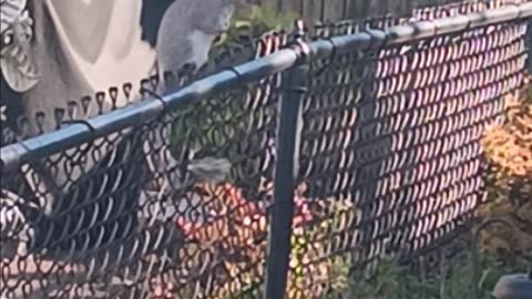 Squirrel eating