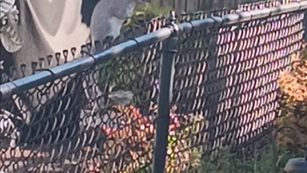 Squirrel eating