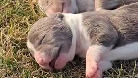 #foryoupage #foryou #instagram #pet #petlovers #tiktok #pitbulldog #animallover #petcare #pitbull