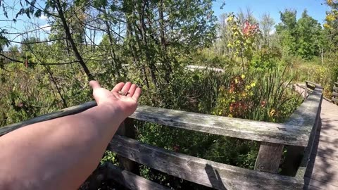 🌴24 🍂2025🍁🦅 Healthy4Life Park Coming Soon 💚Hand Feeding My Friendly Birds 🐦🐤 Walking Barefoot In The Woods👣🌴