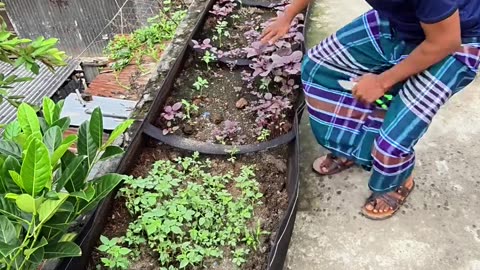 যে কোনো গাছের চারা লাগানোর সঠিক নিয়ম 🌱 | Planting Tips for Beginners | Siraj Tech