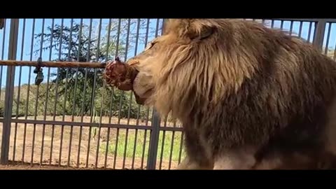 World's Fastest Car Vs Cheetah! Part 1