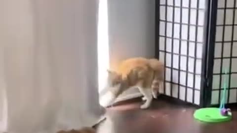 cat or human?