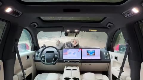 immersive rainstorm car 🚗 camping 🏕
