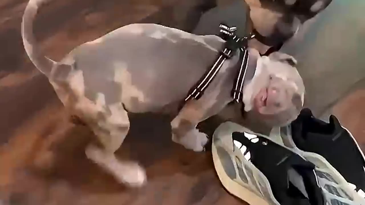 When a dog has its own puppies.