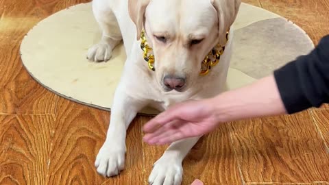 上过学的狗狗，谁也挡不住.... No one can stop a dog who has gone to school. . . .