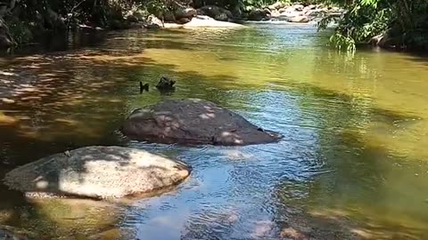 nature