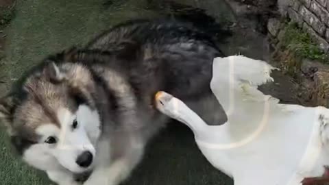 Funny animals video