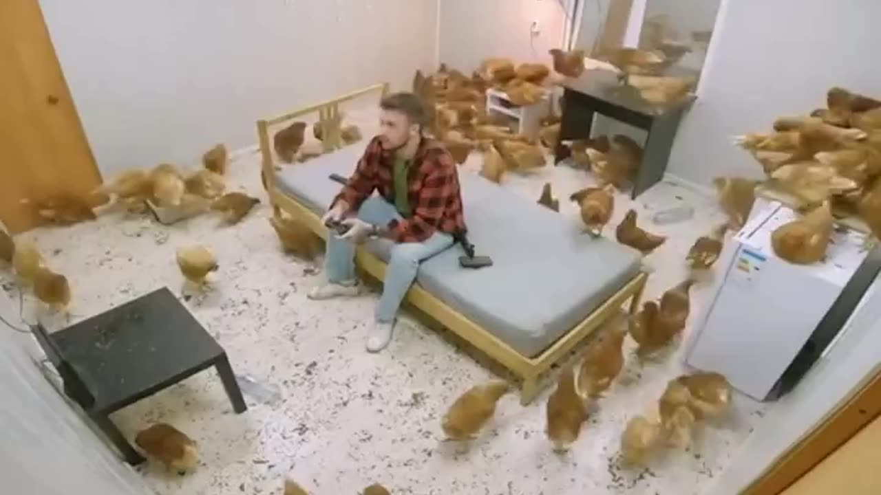 How long could you last in a room with 100 chickens for 10k for each day?