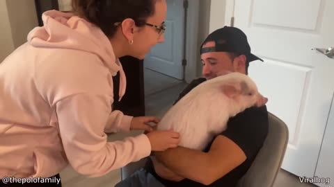Porcupine Loves To Get Pet - Your Daily Does of Internet