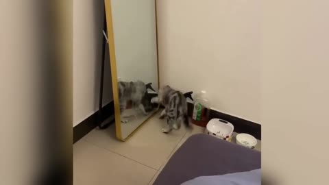 These animals will improve most funniest animal