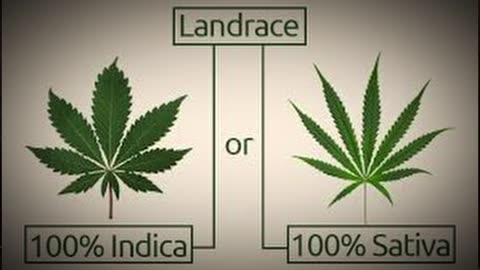 What is a landrace strand ep 17
