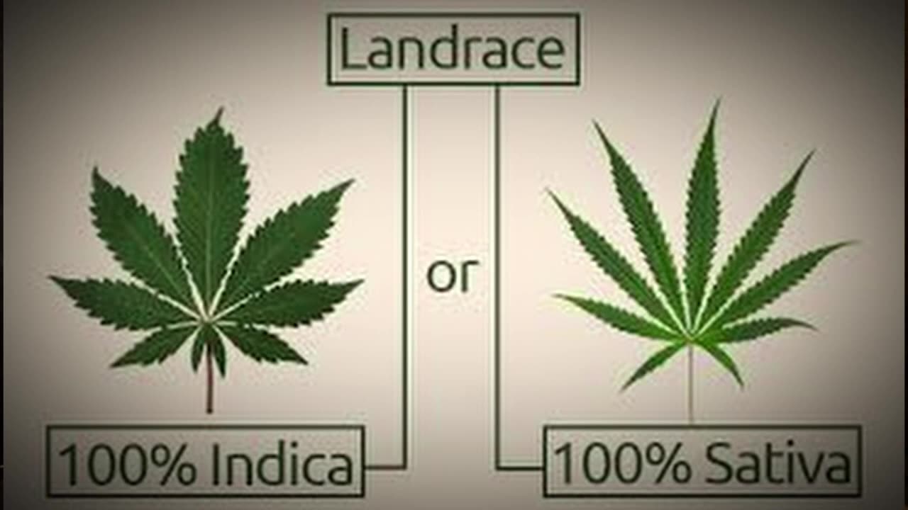 What is a landrace strand ep 17