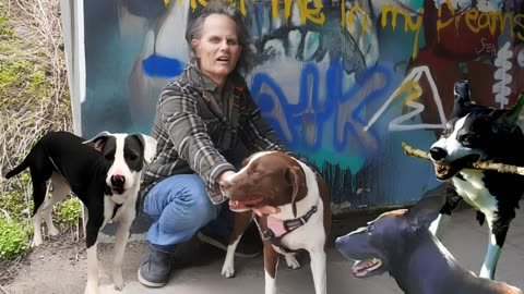 DEARLY DEPARTED DOGS AT THE RAINBOW BRIDGE