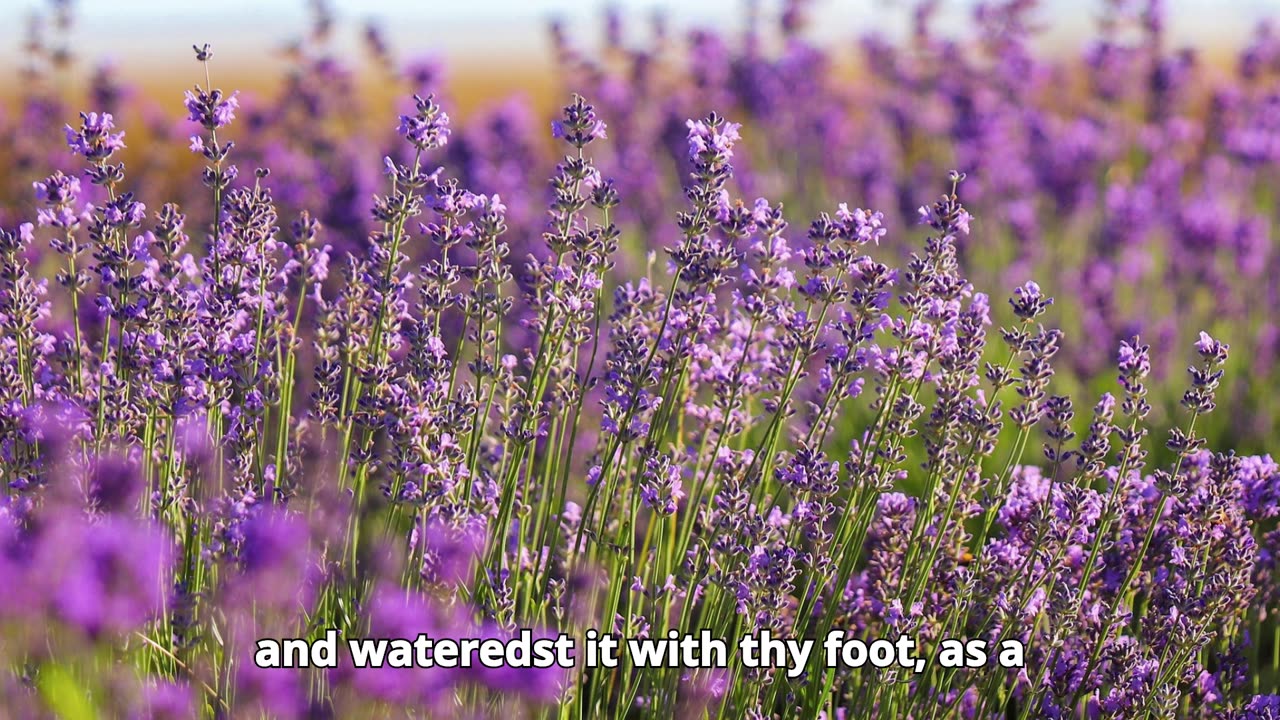Deuteronomy Chapter 11