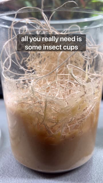 Flightless Fruit Fly?