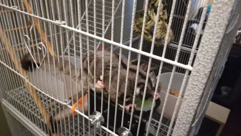 Sugar glider 41